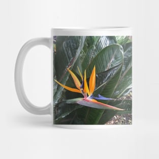 Bird of Paradise - colourful plant design Mug